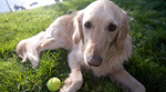 Dog sitting on grass