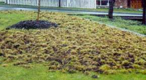 Chafer beetle damage Chafer beetle damage