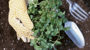 Gardening naturally saves time, money, and water. Gardening naturally saves time, money, and water.