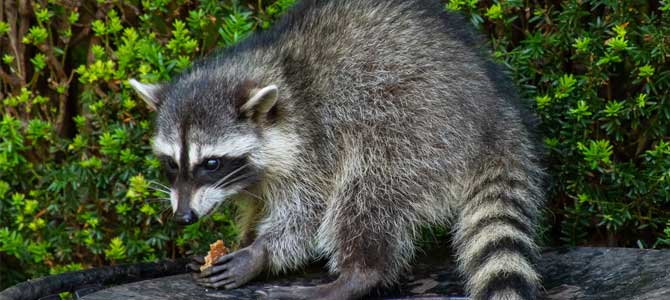 Racoon eating bread Racoon eating bread